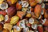 Cocoa bean shell husks