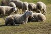 Maybe the "Tragedy of the Commons" doesn't have to be?