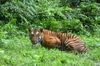 STUDY: Protecting tigers is good for the climate